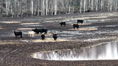 cows grazing by a serene lake in latvia's tranquil nature park