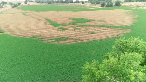 A-drone-pushes-over-trees-to-reveal-a-damaged-crop