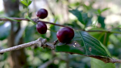 Rote-Reife-Kaffeekirsche-Bereit-Zur-Ernte-Während-Der-Kaffeesaison,-Die-Sich-Sanft-Mit-Einer-Brise-In-Timor-Leste-Bewegt