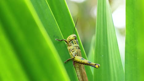 primer plano de saltamontes trepando hojas verdes vibrantes en un entorno natural