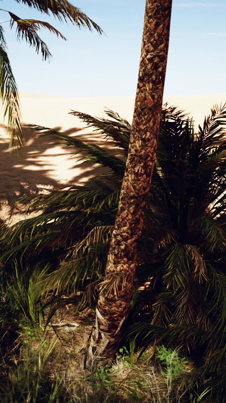 Desert Oasis with Palm Trees