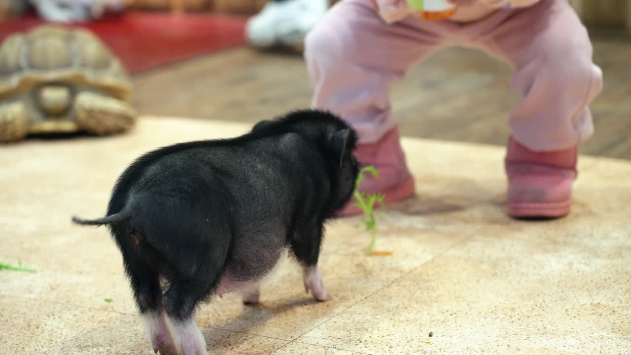 Small pig walking inside zoo cafe surrounded by visitors, rearview approaching child with leafy arugula and vegetables