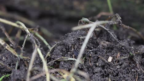 Hormigas-Negras,-Lasius-Niger,-Llevando-Capullos-De-Larvas-A-Un-Lugar-Seguro-En-Un-Nido-De-Hormigas-Perturbado.