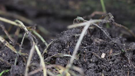 black ants, lasius niger, carrying larvae cocoons to safety in a disturbed ants nest