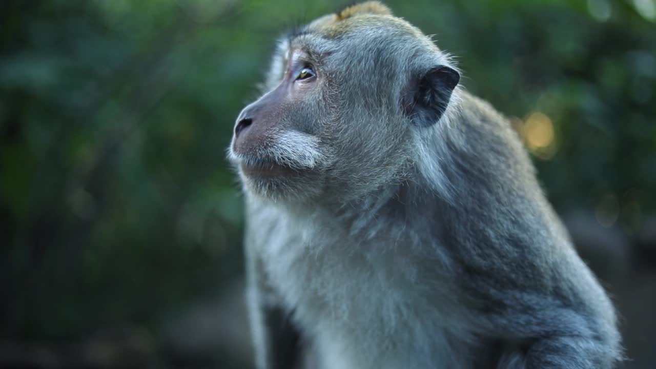 toma manual en cámara lenta de uno de los hermosos monos balineses de cola larga en bali, indonesia
