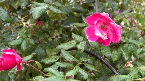 Rosa-Rosen-Und-Sanft-Fallende-Schneeflocken