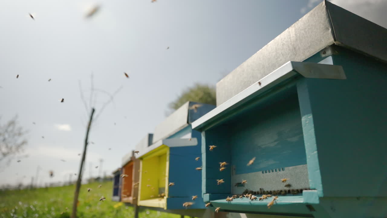 Dadant-Blatt hives on a sunny day with bees returning loaded with nectar, honey and pollen