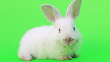 cute white rabbit on green screen