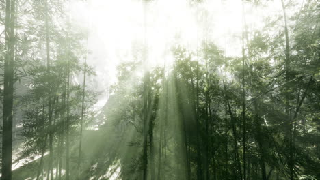 sunbeams through a bamboo forest