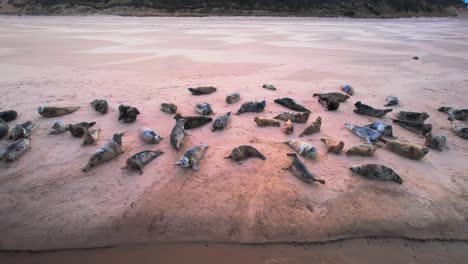 drone view of seals at findhorn bay during sunset in scotland