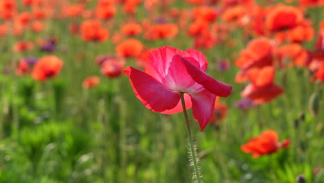 a field of red poppies glowing in the morning sunshine.