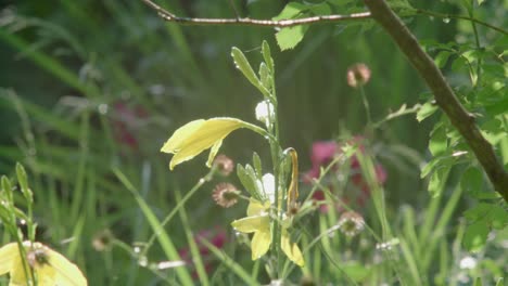 靜態 想像一朵百合花在陽光下輕輕地搖搖