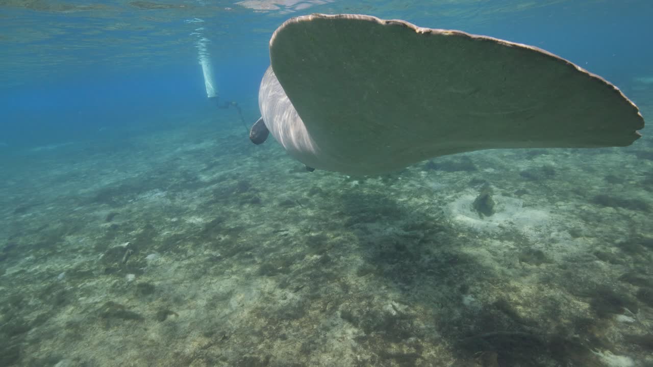 플로리다 스프링스에서 물속을 느리게 움직이는 마나티 리