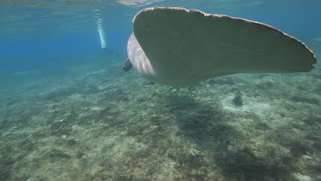 manatee tail moving through water slow motion in the florida springs