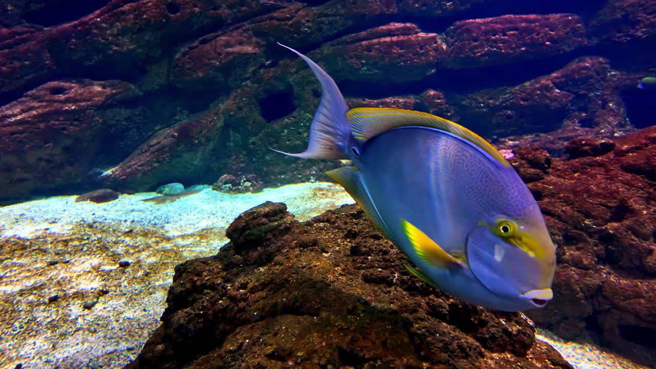 Pesci colorati in acquario dal vivo, specie di pesce unicorno Bluespine che nuota.