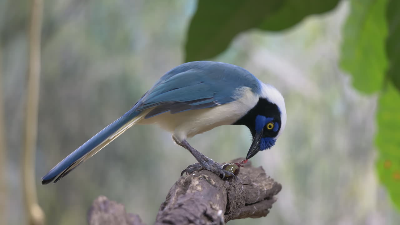 primer plano de bastante verde pájaro jay encaramado en la rama y comiendo presa después de la caza - cámara lenta