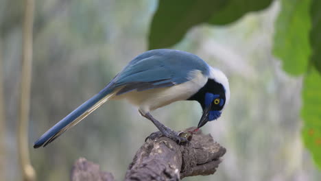 Close-up-shot-of-pretty-Green-Jay-Bird-perched-on-branch-and-eating-prey-after-hunt---slow-motion