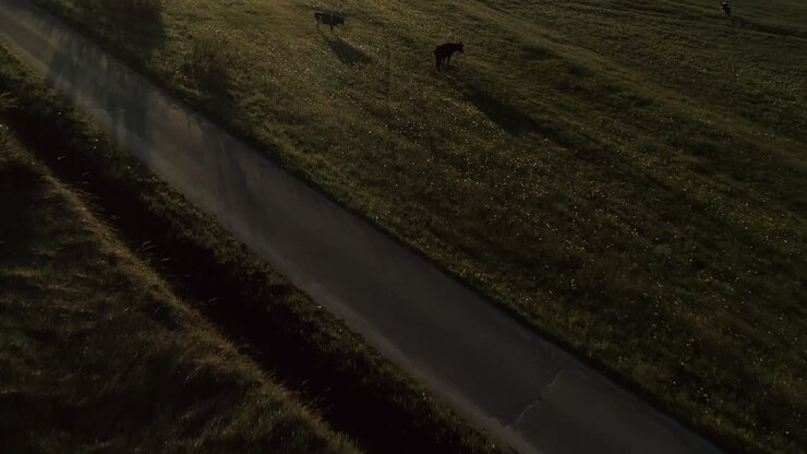 Aerial top down forward over grazing cows In green field at sunrise