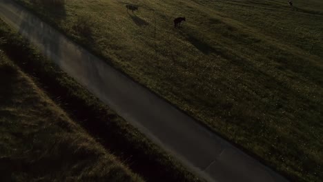 aerial top down forward over grazing cows in green field at sunrise