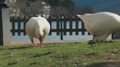 Un-Primer-Plano-De-Un-Grupo-De-Patos-Blancos-Comiendo-Hojas-De-Hierba-Verde,-Un-Lago-Azul-Y-Una-Hermosa-Montaña-En-El-Fondo,-Vida-Salvaje-Exótica-De-Ensueño,-Tonos-Otoñales,-Lentes-Rf,-Vídeo-De-4k