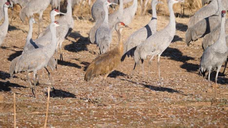 grulla canadiense adulto inmaduro bandada de muchas grullas de pie caminando moviendo grullas canadienses mirando a la cámara