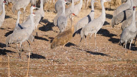 sandhill crane adult immature flock of many cranes standing walking moving sandhill cranes looking at camera