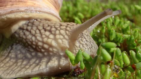 helix pomatia również ślimak rzymski, ślimak burgundzki