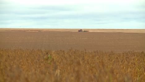 tractor cosechando soja en la lejanía, escena del tiempo de la cosecha, tiro largo