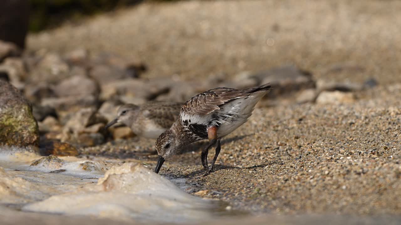 Temminck's Stint and Dunlin Foraging by Lake Shoreline with Unusual Foot Condition