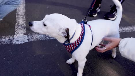 person fondling a dog on a leash