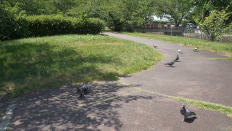 flock of rock pigeons walking in path in the park in yodogawa riverside national park in osaka, japan. - static shot