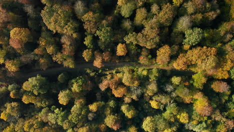 asphalt road canopied by dense autumn tree forest near fagne du rouge poncé in saint hubert, belgium