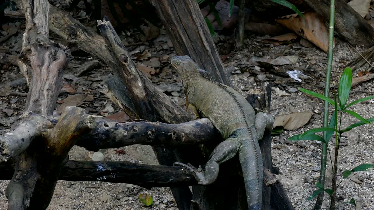 공원에서 휴식을 취하고 있는 이구아나