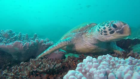 an underwater video of a large green sea turtle resting on a colourful reef lifting its head and looking around