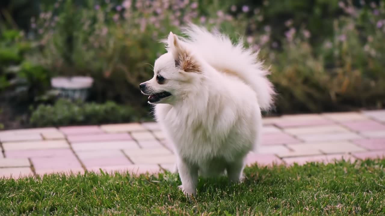 Small white pomeranian spitz looking around in the house's garden