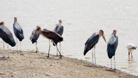 Marabou-storks-standing-at-a-waterhole-in-Kenya,-Africa,-wildlife-safari-tour