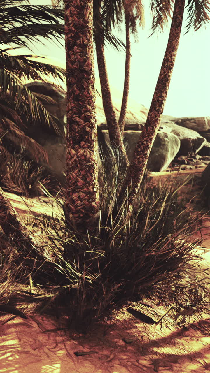 사막 오아시스의 나무