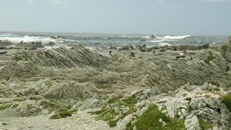 kaikoura seal colony showcasing lively seals along the rocky shore, a delightful coastal spectacle
