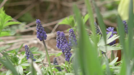 blue grape hyacinth blooming in the garden