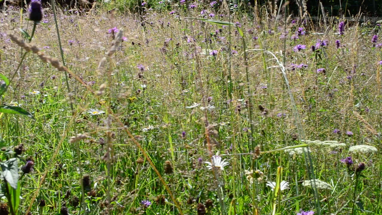 Fiori su un prato. Paesaggio estivo