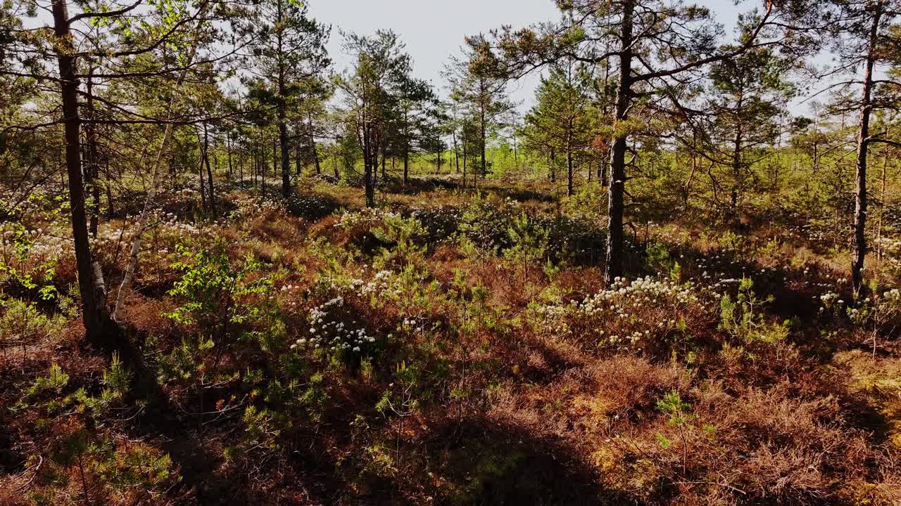 Wide Bog View With Flowering Shrubs And Trees As Metaphor For Climate Balance