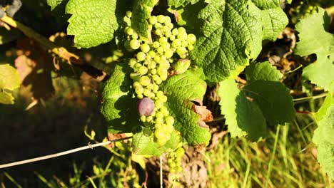 grapes transitioning from green to purple