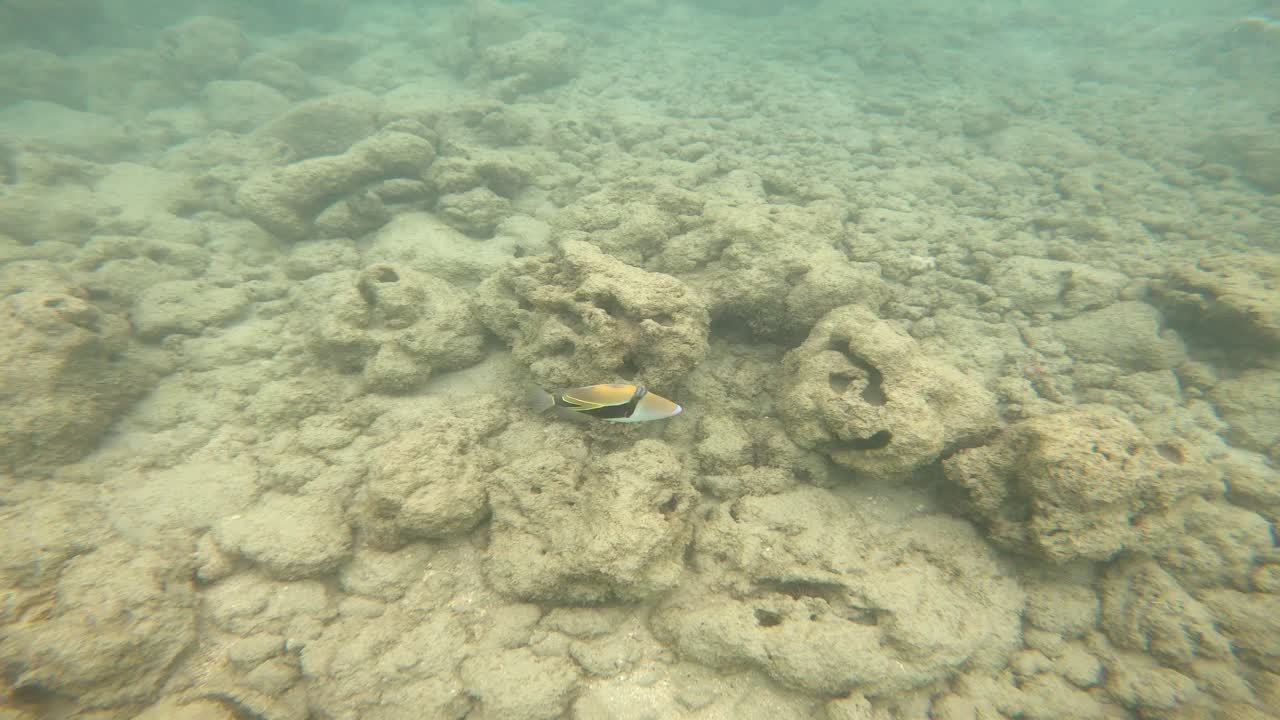Humumu Hawaii's State Fish