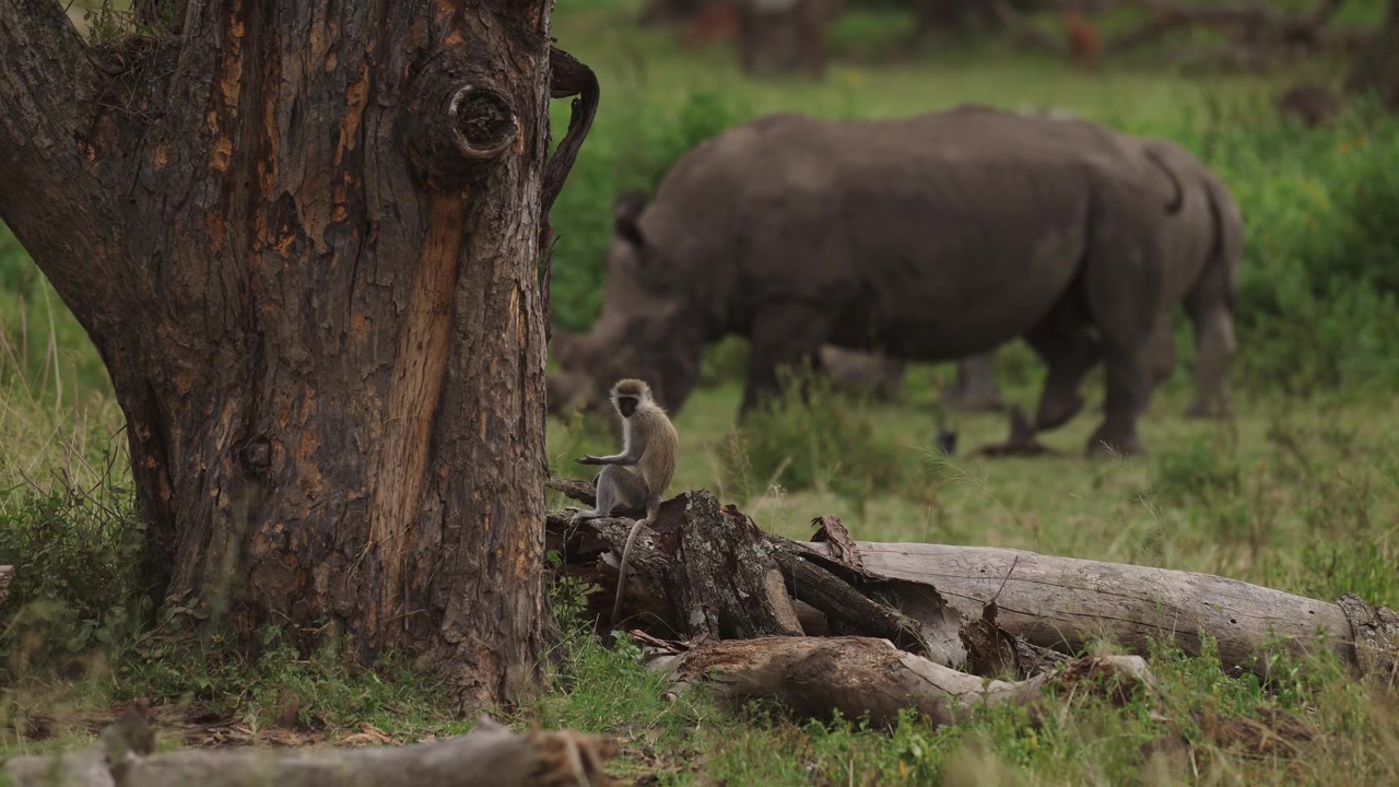 Cercopiteco verde e Rinoceronte bianco, due specie diverse insieme in un paesaggio forestale durante un safari in Kenya, in Africa, fauna selvatica e natura africana