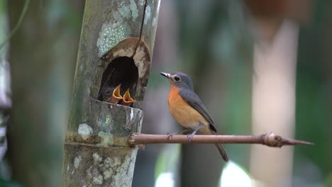 two-baby-worm-flycatchers-in-the-nest-waiting-for-their-mother
