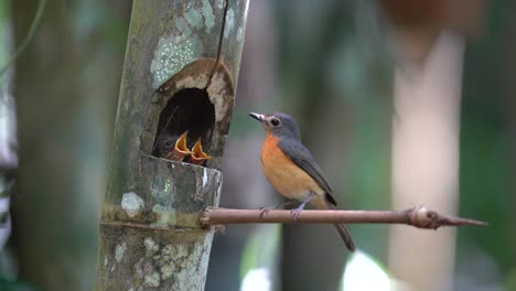 two baby worm flycatchers in the nest waiting for their mother