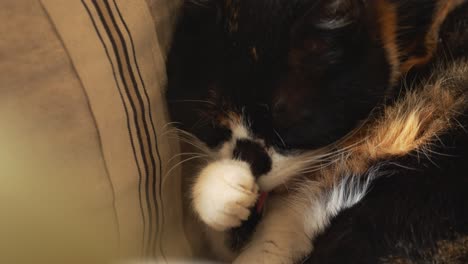 Happy-domestic-cat-enjoy-cozy-life-on-couch,-close-up-view