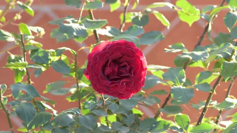 natural red rose in a garden