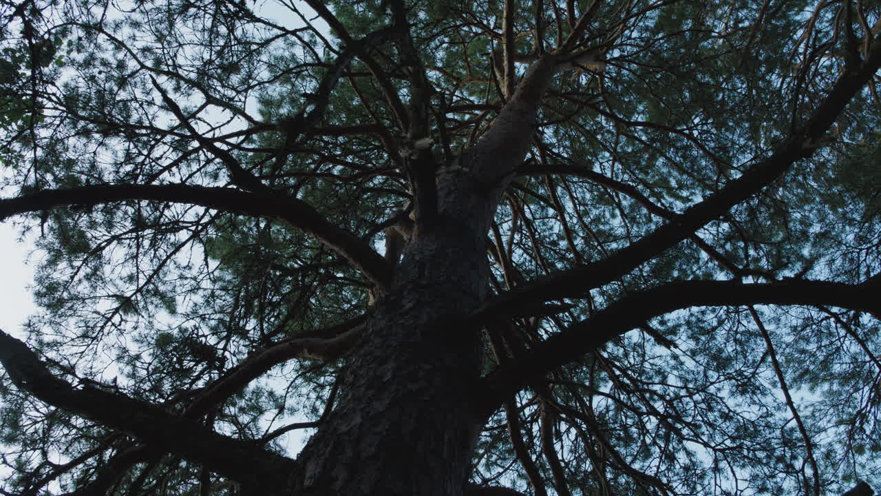 Campo lungo di un albero e rami che ondeggiano al vento in una giornata luminosa