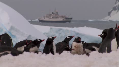 Penguin-colony-in-south-georgia